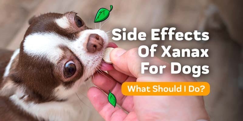Alprazolam Dosage for Dogs: Everything You Need to Know 2025 2
