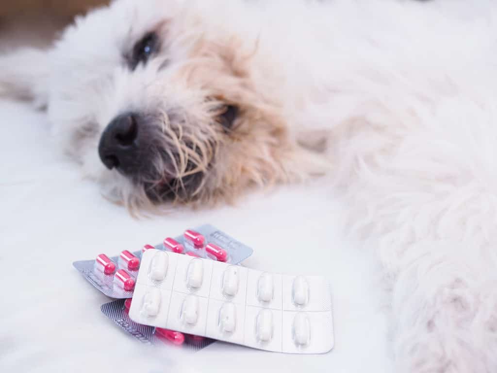 Alprazolam Dosage for Dogs: Everything You Need to Know 2025 1